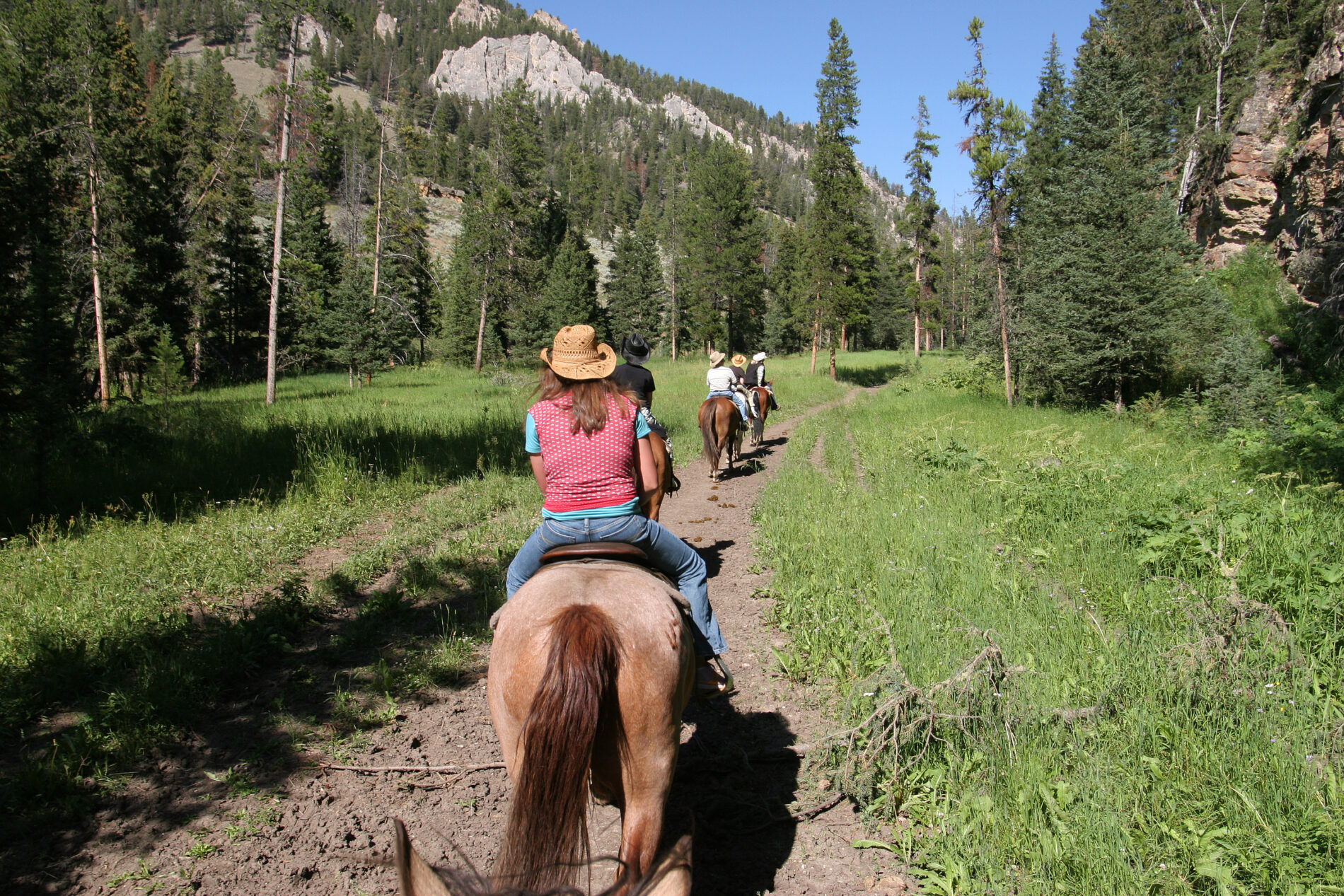 A column of horses marching along a beaten path in the fields during a KODI Rafting tour.