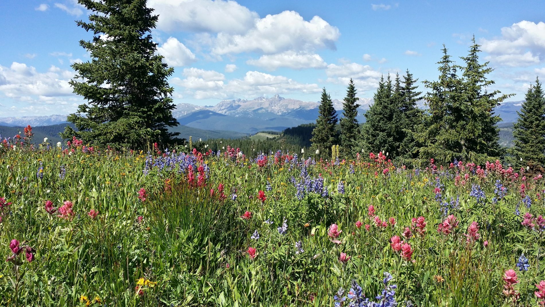 Close up of meadow creek trail’s mountain wildflowers for hiking and beginner whitewater rafting