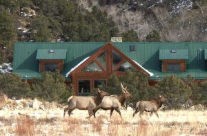 Family friendly lodging in the Buena Vista valley with wildlife