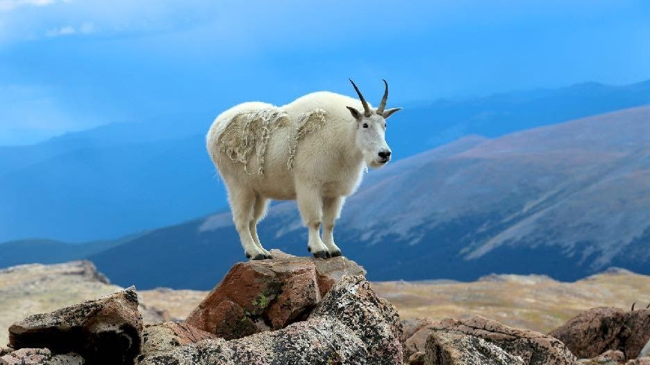 White mountain goat standing on top of a rock on a high hill overlooking whitewater rafting rivers