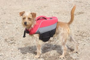 A resident whitewater rafting dog wearing a personal floatation device (PFD) as a jacket